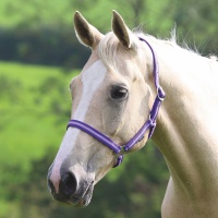 SHIRES Недоуздок "Wessex", COB, фиолетовый-лиловый